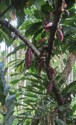 Cacao pods growing on a tree (for chocolate)